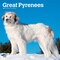BrownTrout; Great Pyrenees | 2027 12 x 24 Inch (Hanging) Monthly Square Wall Calendar | Plastic-Free; Category:Wall Calendars; Image:2